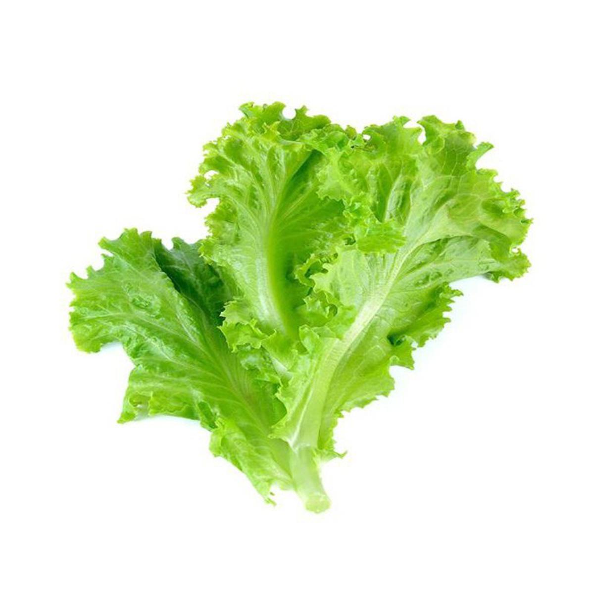 Lettuce Leaves